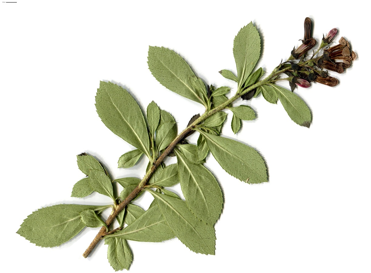 Escallonia rubra var. macrantha (Escalloniaceae)